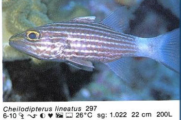 Cheilodipterus lineatus